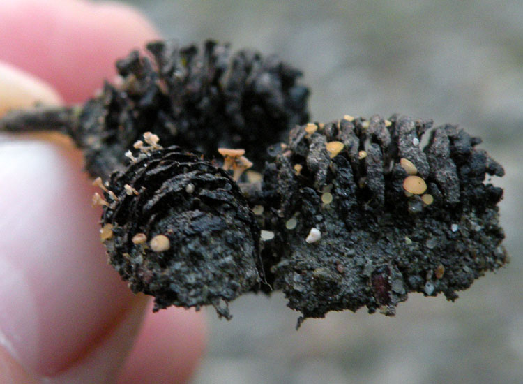 Forse non � Hymenoscyphus fructigenus ....